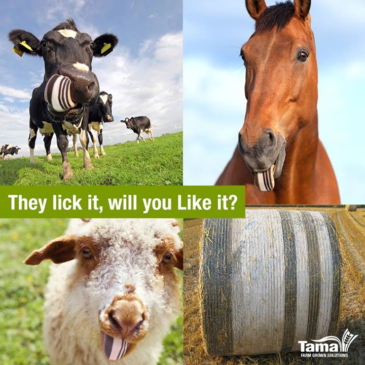 They lick it, will you like it?