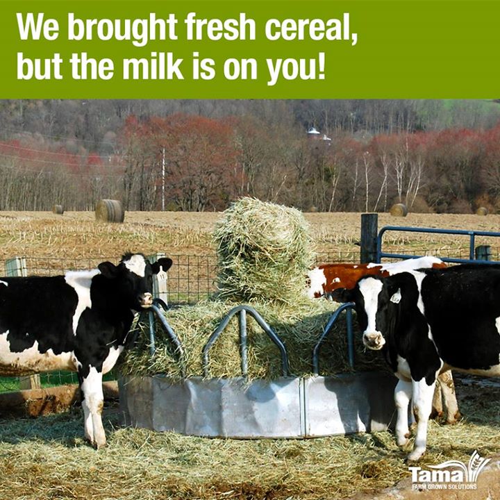 We brought fresh cereal
