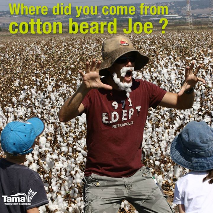 Where did you come from cotton beard Joe