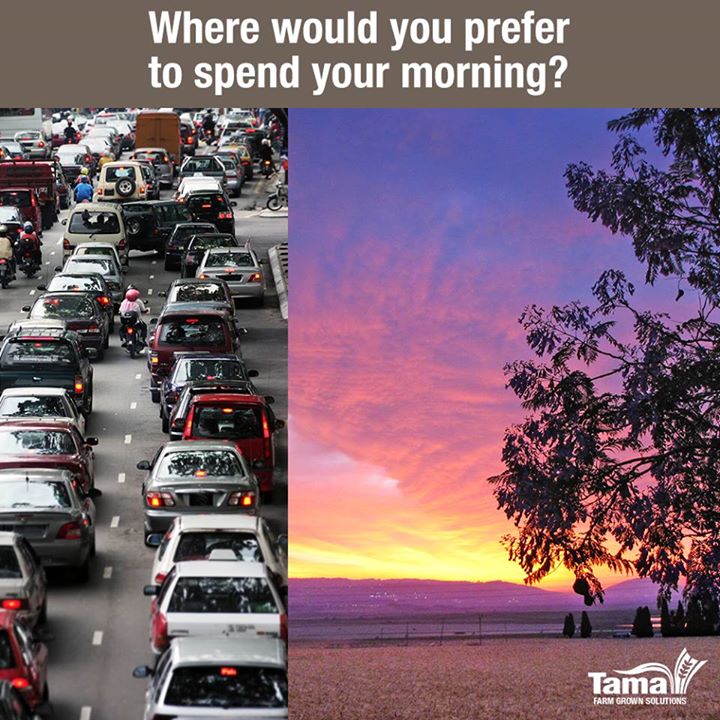 Where would you prefer to spend your morning