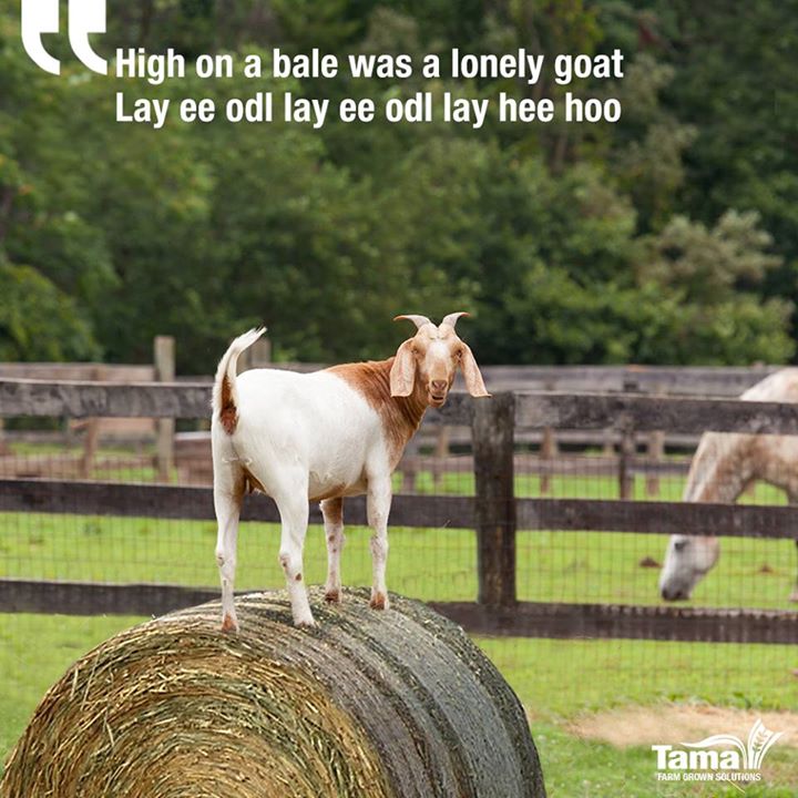 High on a bale was a lonely goat
