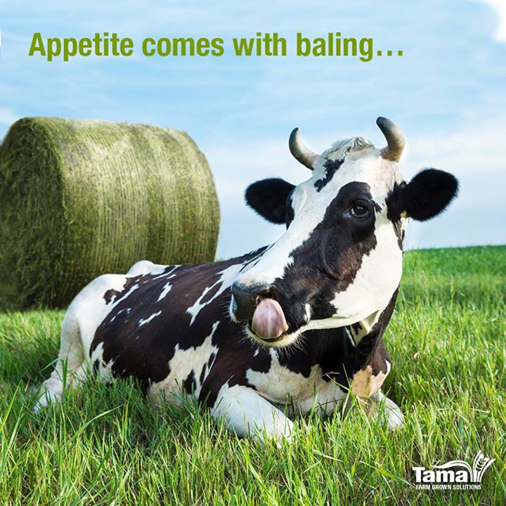 Appetite comes with baling