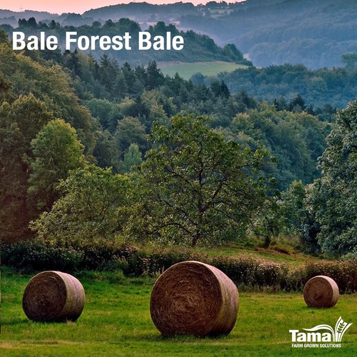 Bale Forest Bale