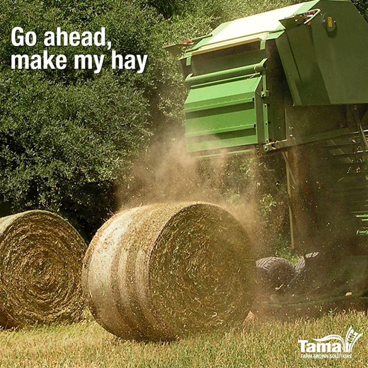 Go ahead, make my hay