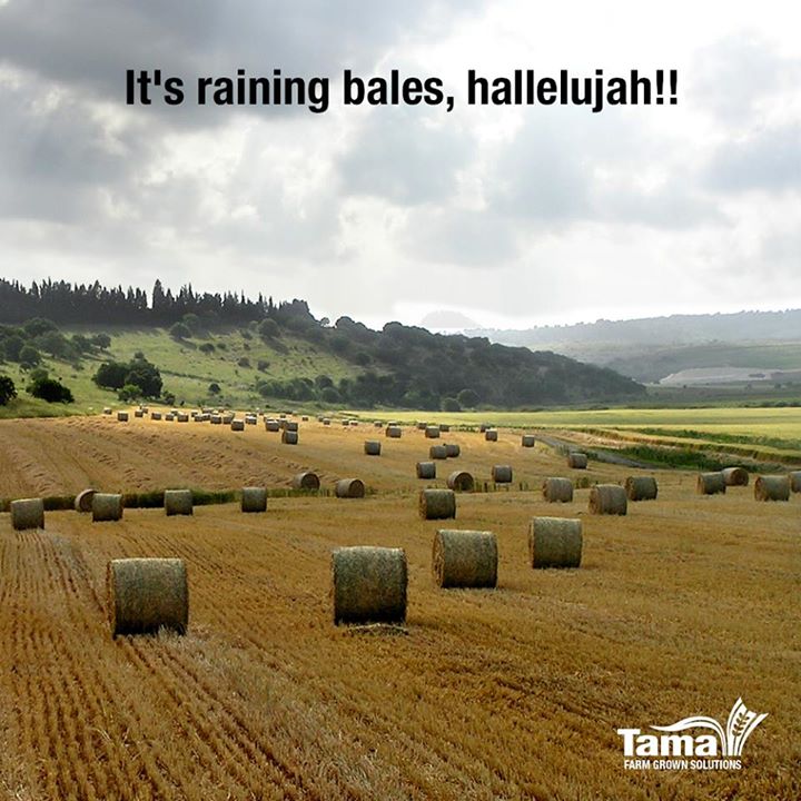 It's raining bales, hallelujah