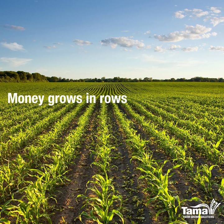 Money grows in rows