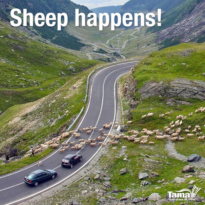 Sheep happens