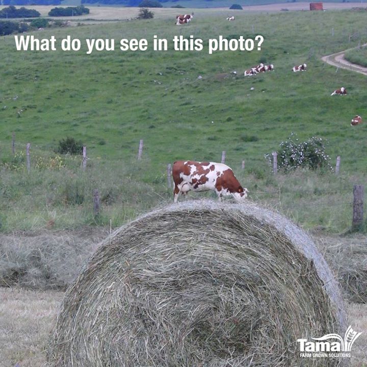 Cattle Baling