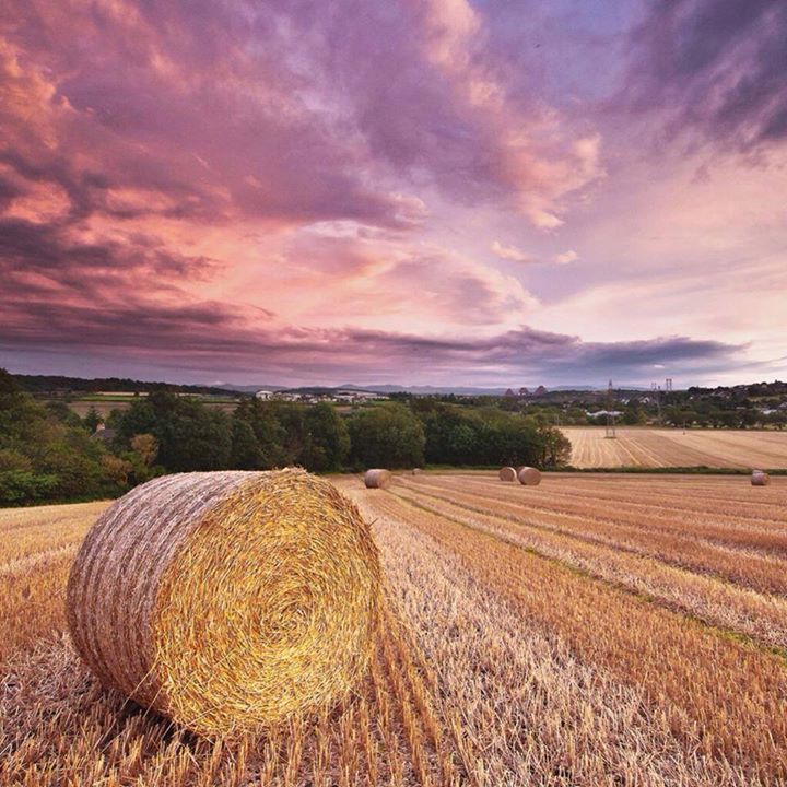 Field of Bales