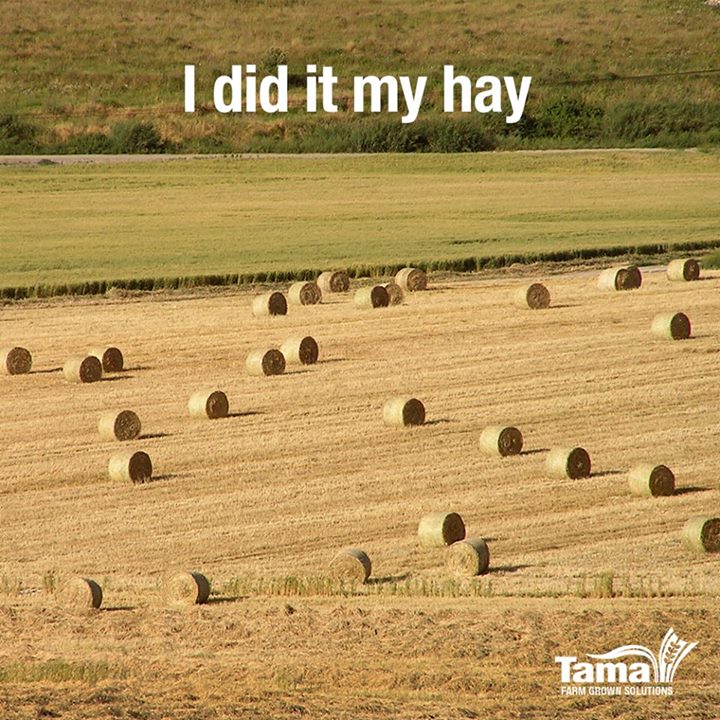 I did it my hay