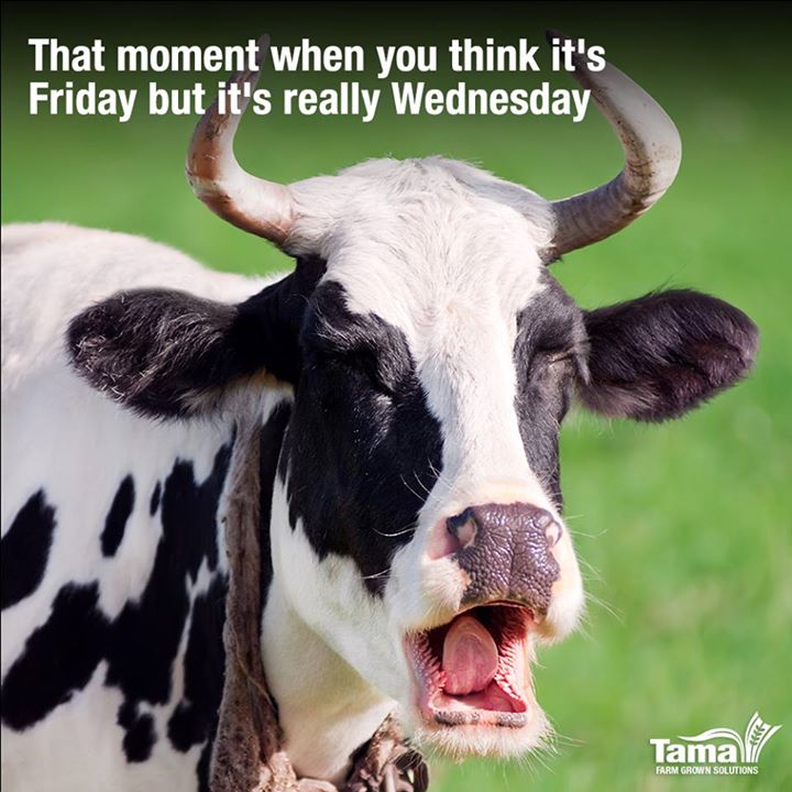 That Moment When You Think Its Friday But Its Really Wednesday Tama