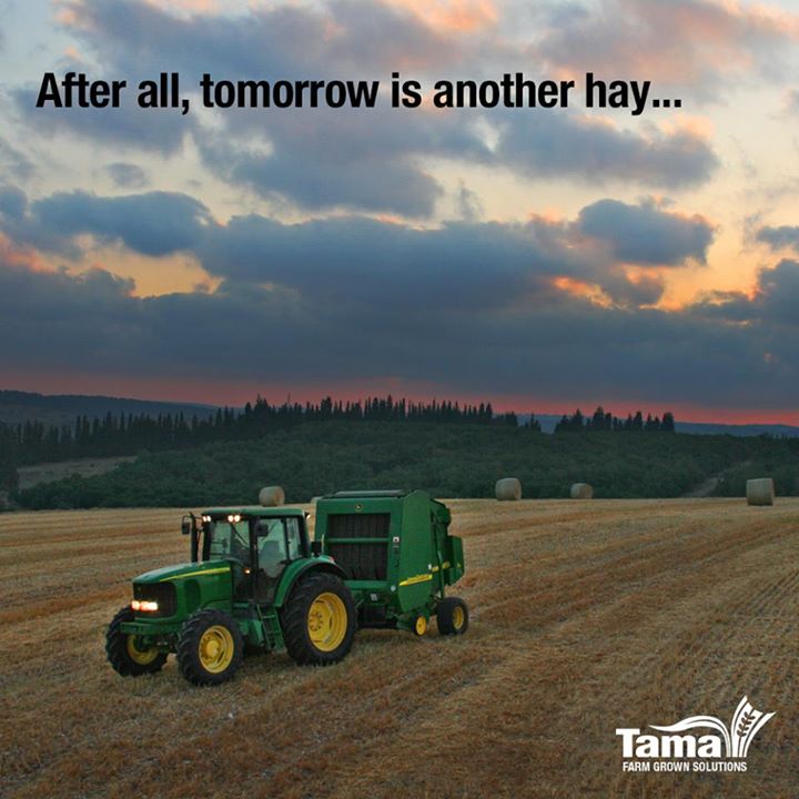 Tomorrow is another hay