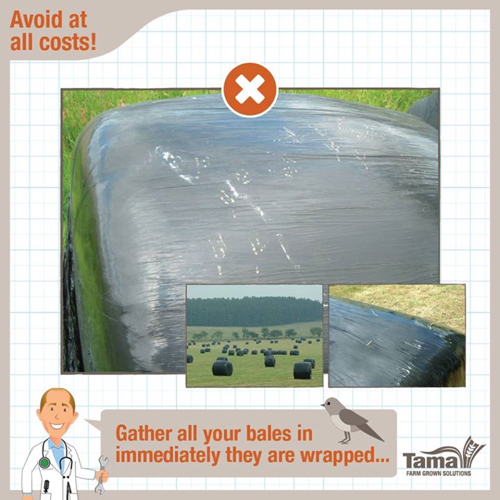 Wrapped bales