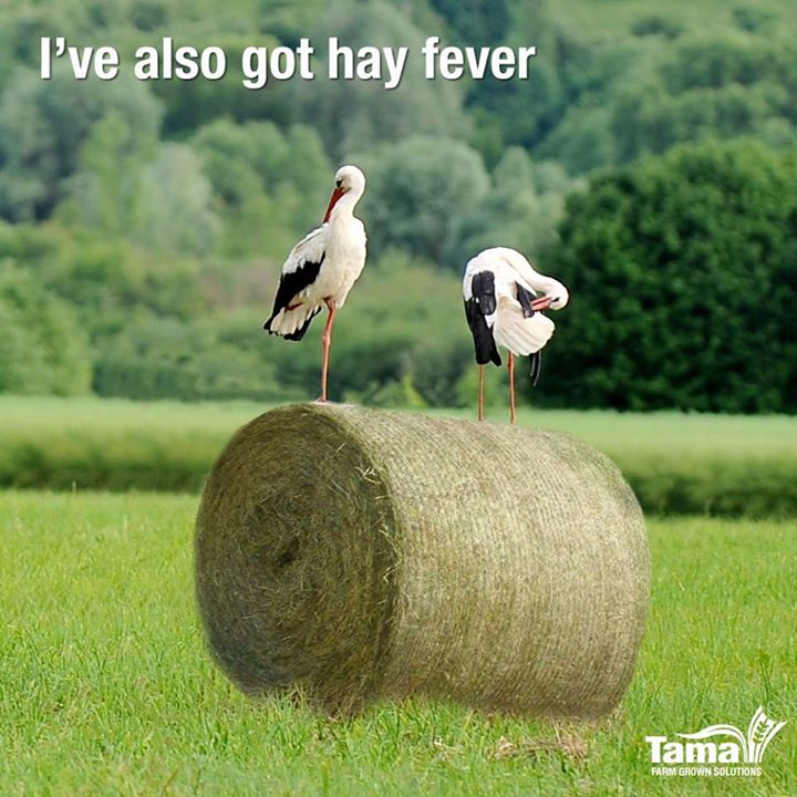 Hay fever