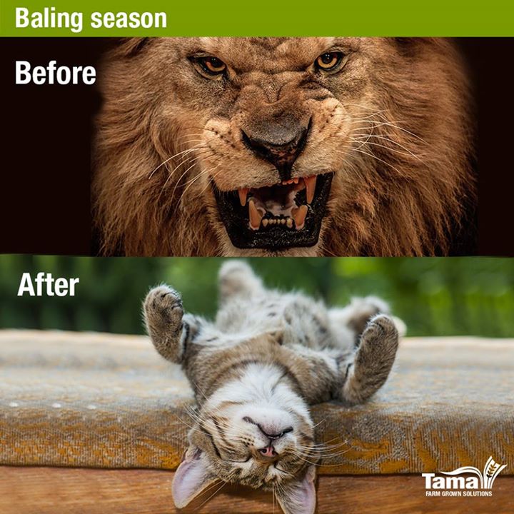 Baling season - Before and After