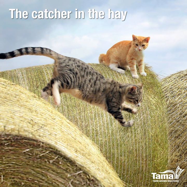 Cat on hay bales