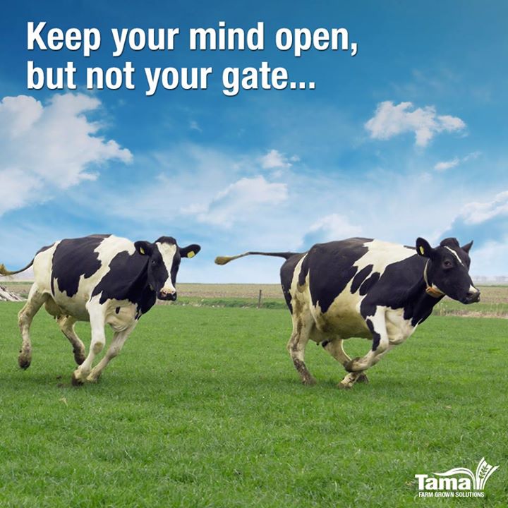 Cows
