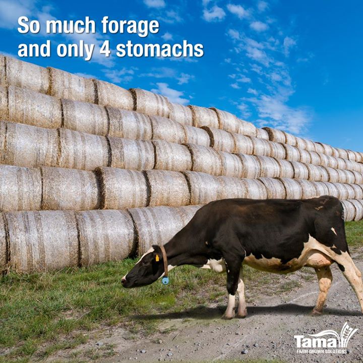 forage