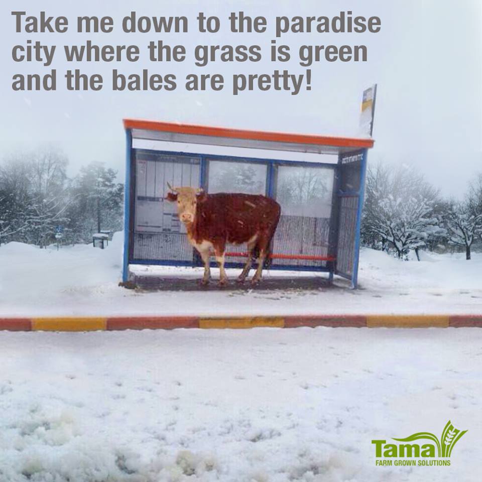 Take me down to the paradise city