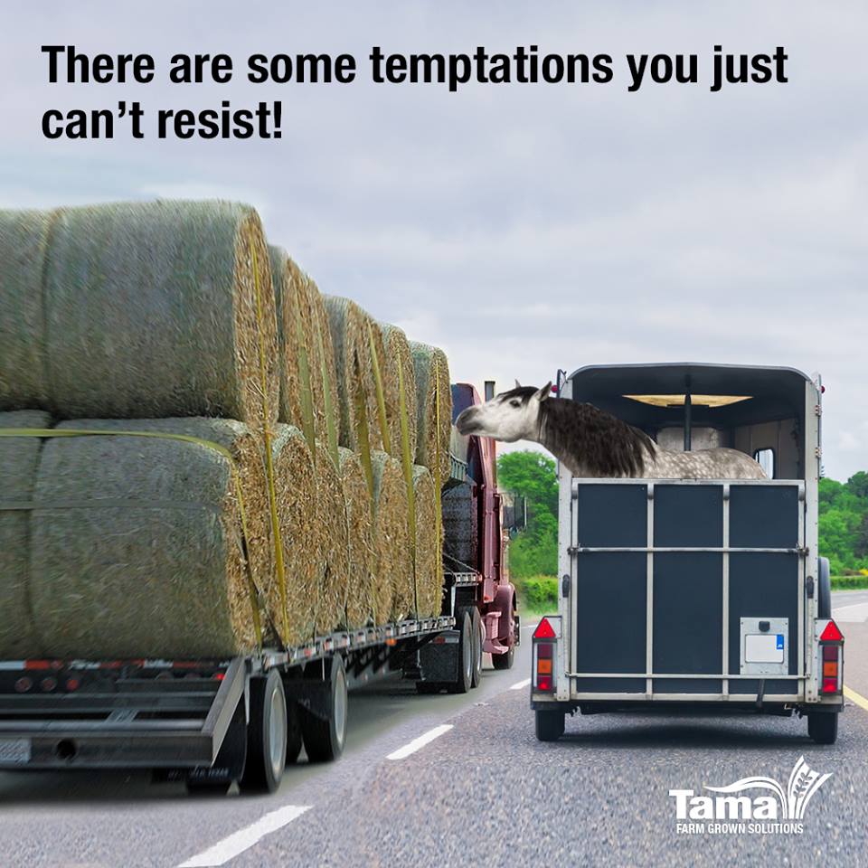 There are some temptations you just can't resist !