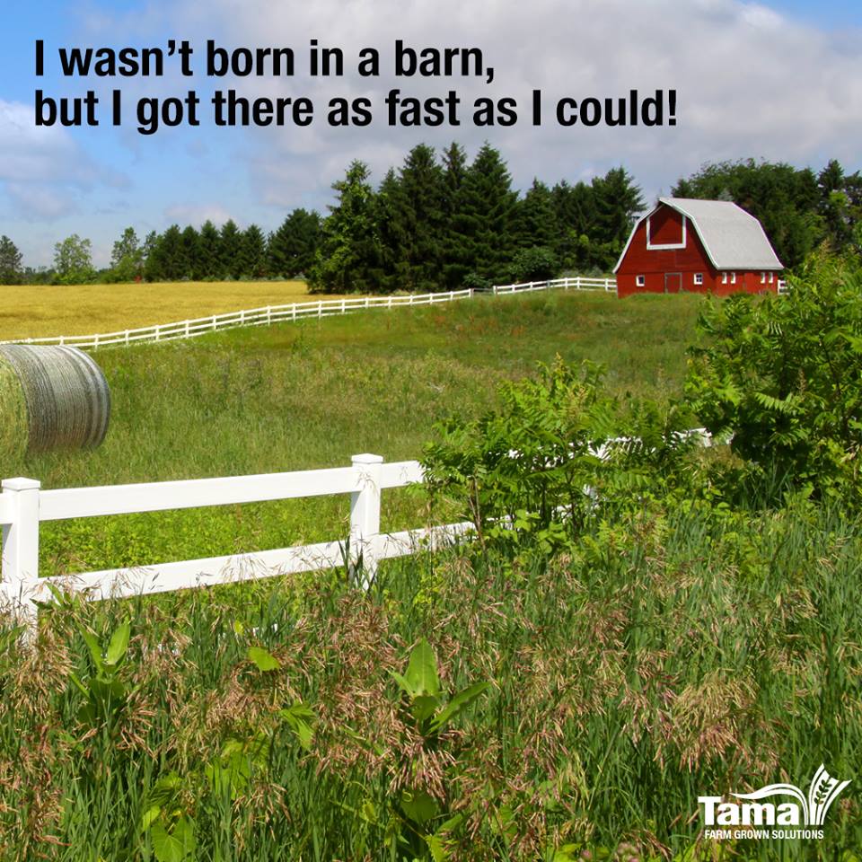 bale in the barn