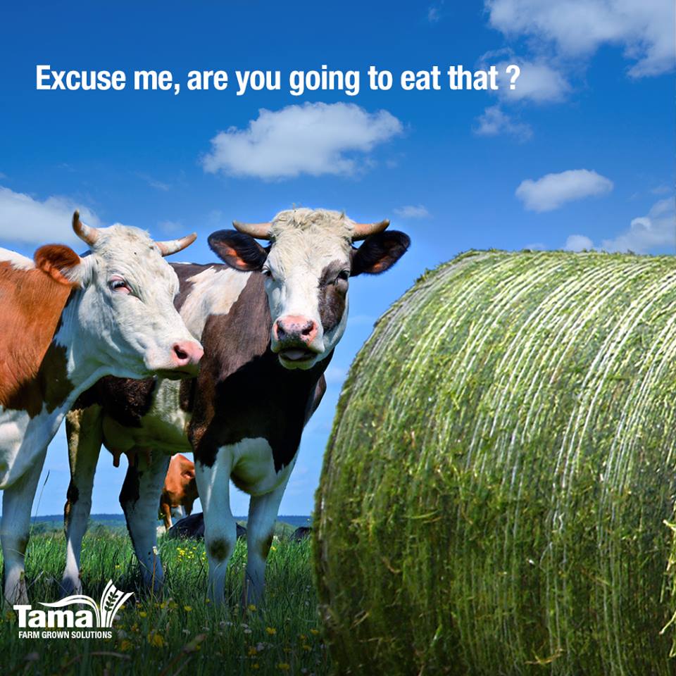 Excuse me, are you going to eat that