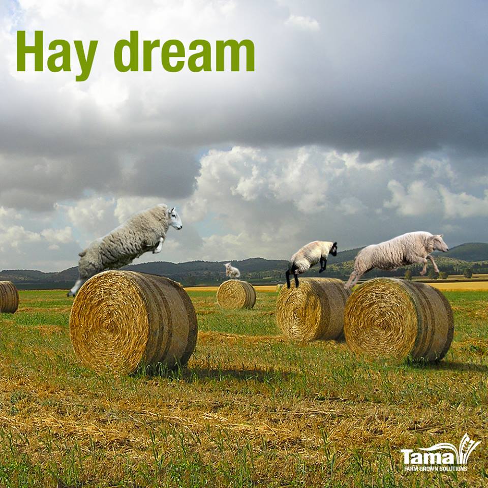 Hay dream