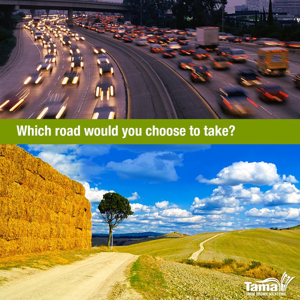 Which road would you choose to take