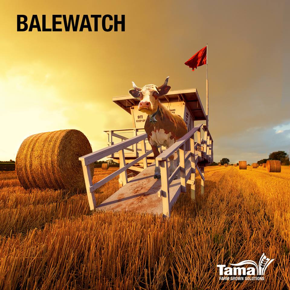 BALEWATCH