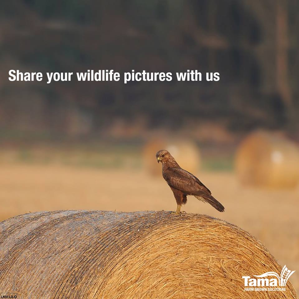 Share your wildlife