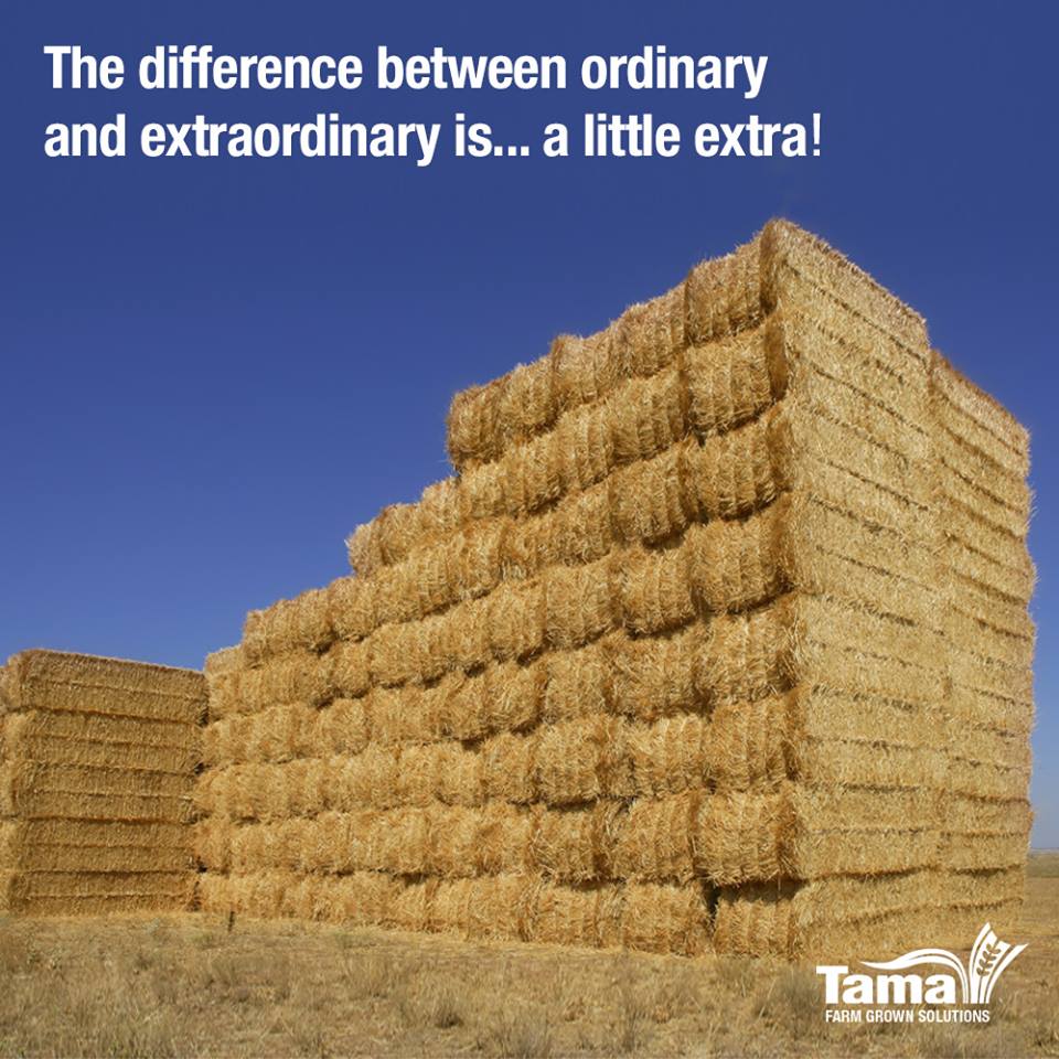 Tama LSB Twine