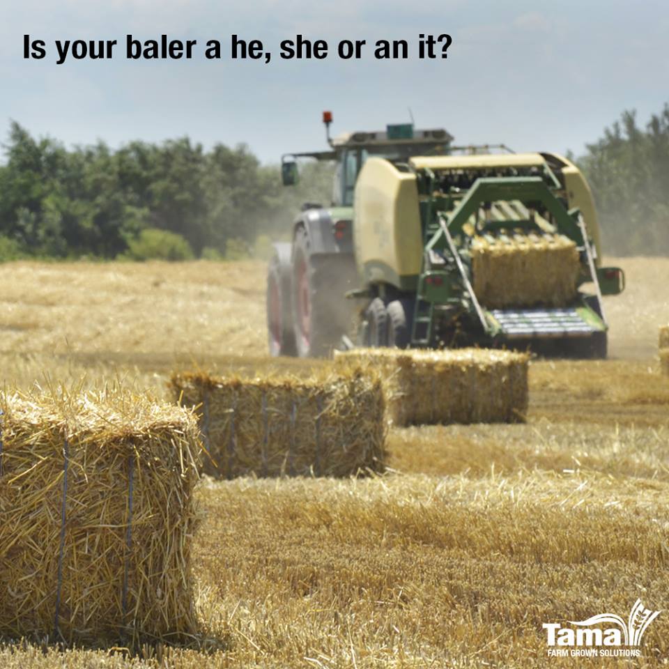 is your bale a he she or an it