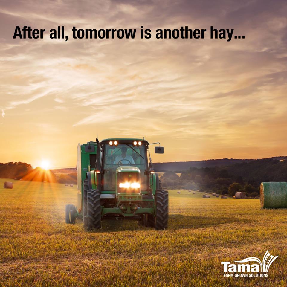 After all, tomorrow is another hay...